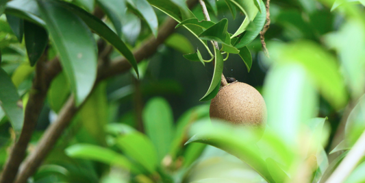 Recette du roulé aux kiwis